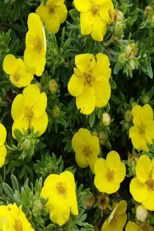 Перстач чагарниковий Кобольд (жовта), Potentilla fruticosa Kobold